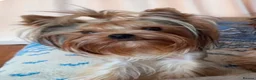 Yorkshire Terrier dogs for sale: Beautiful KC Registered Puppies - Advert 4