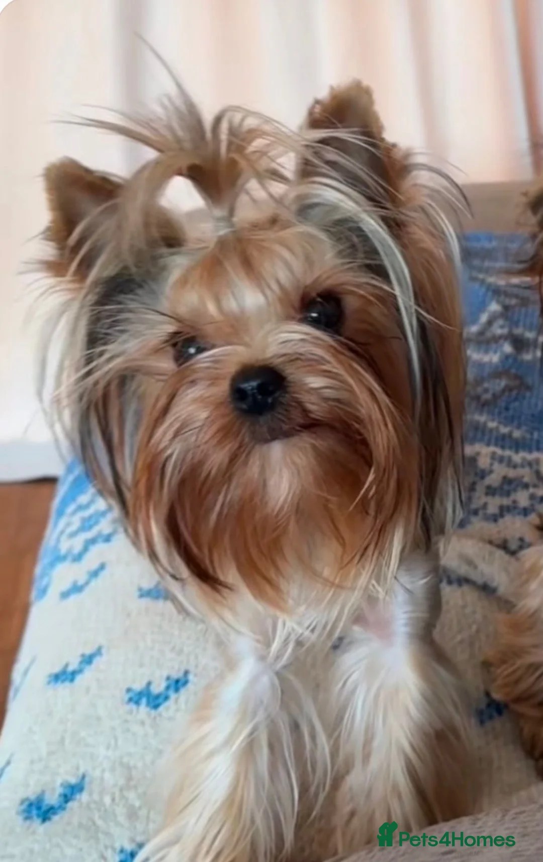 Yorkshire Terrier dogs for sale: Beautiful KC Registered Puppies - Advert 4