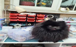 Pomeranian dogs for stud: Beautiful black teddy face KC pom stud - Image 1