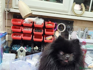 Pomeranian dogs - Advert 8