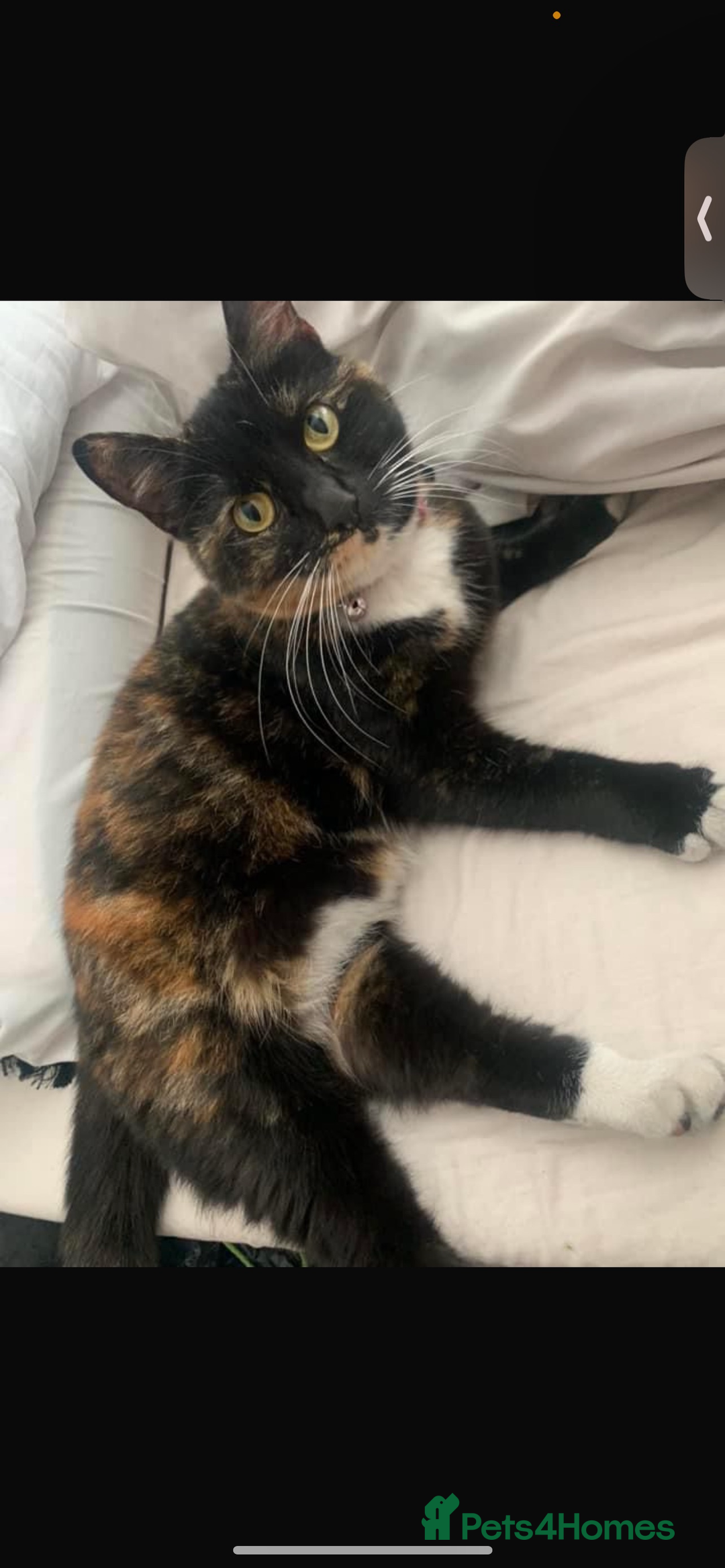 Mixed Breed cats for sale: Cat for rehoming  - Advert 1