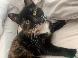 Mixed Breed cats Cat for rehoming - Advert 1