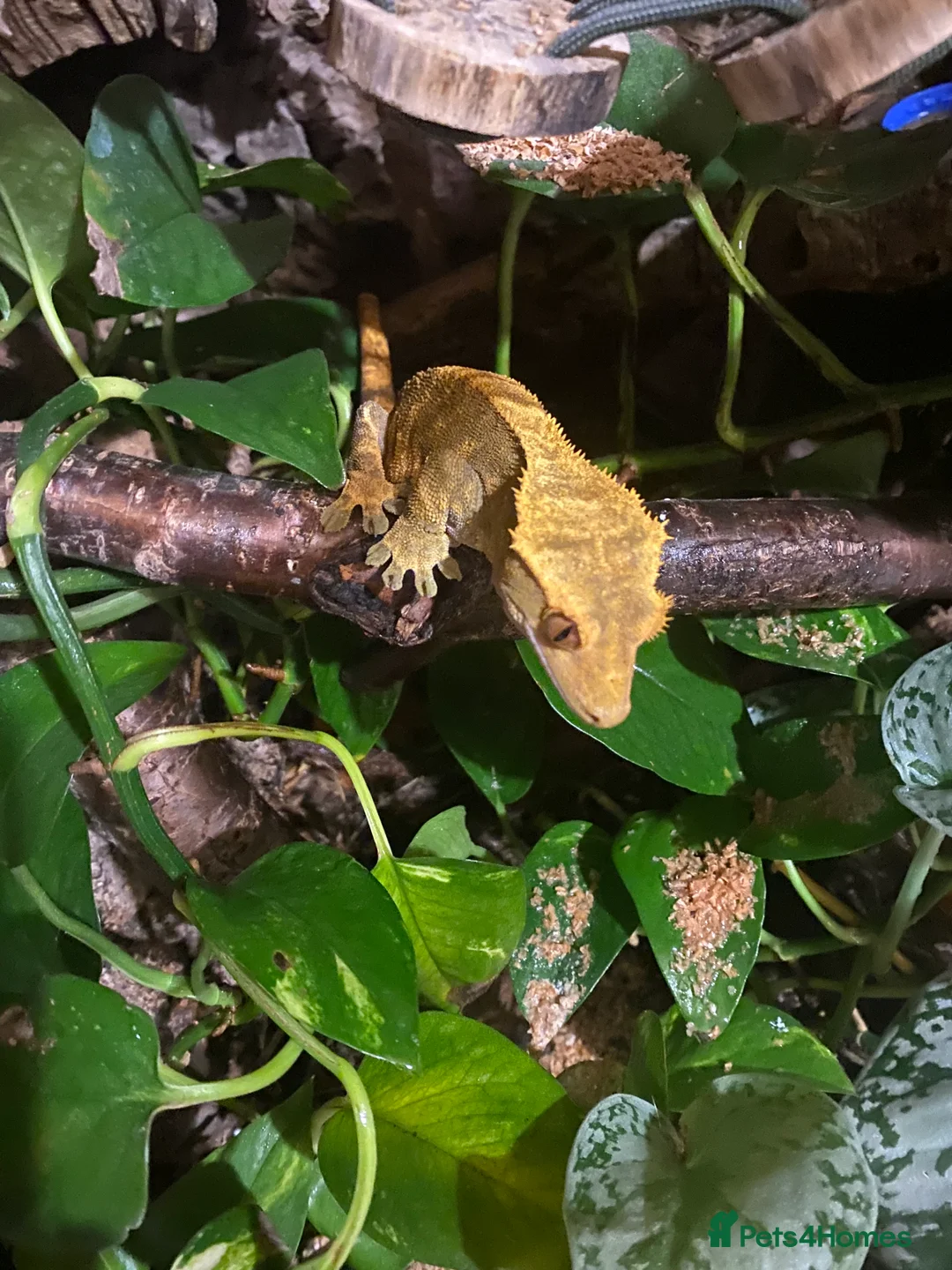 Gecko reptiles for sale: Stunning pair of breeding crested geckos with viv - Advert 4
