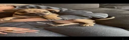 Frug dogs for sale: 6 beautiful Frugs  - Advert 14