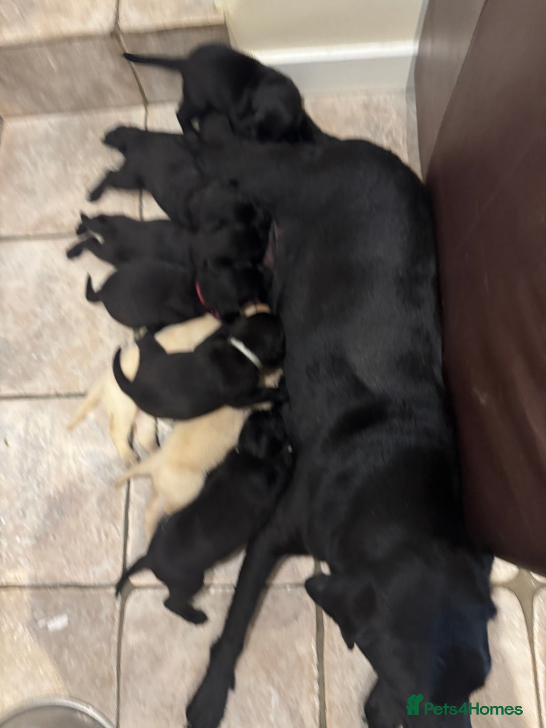Labrador Retriever dogs for sale: KC Registered Health Tested Working Labs - Image 16