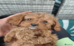 Cavapoo dogs for sale: Beautiful cavapoos  - Image 11