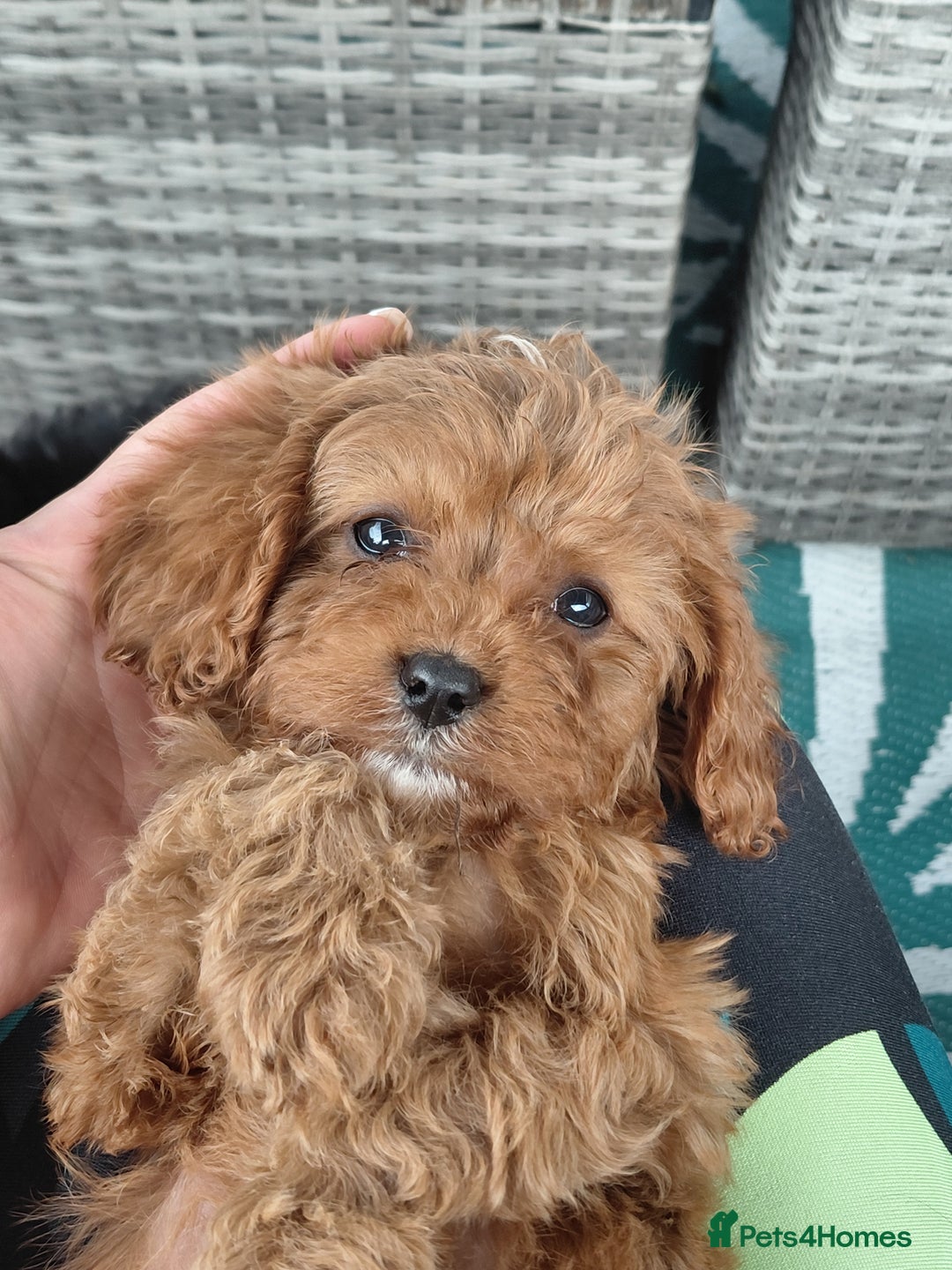 Cavapoo dogs for sale: Beautiful cavapoos  - Image 11