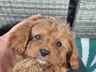 Cavapoo dogs - Advert 13
