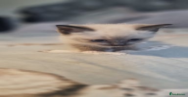 Ragdoll cats - Advert 4