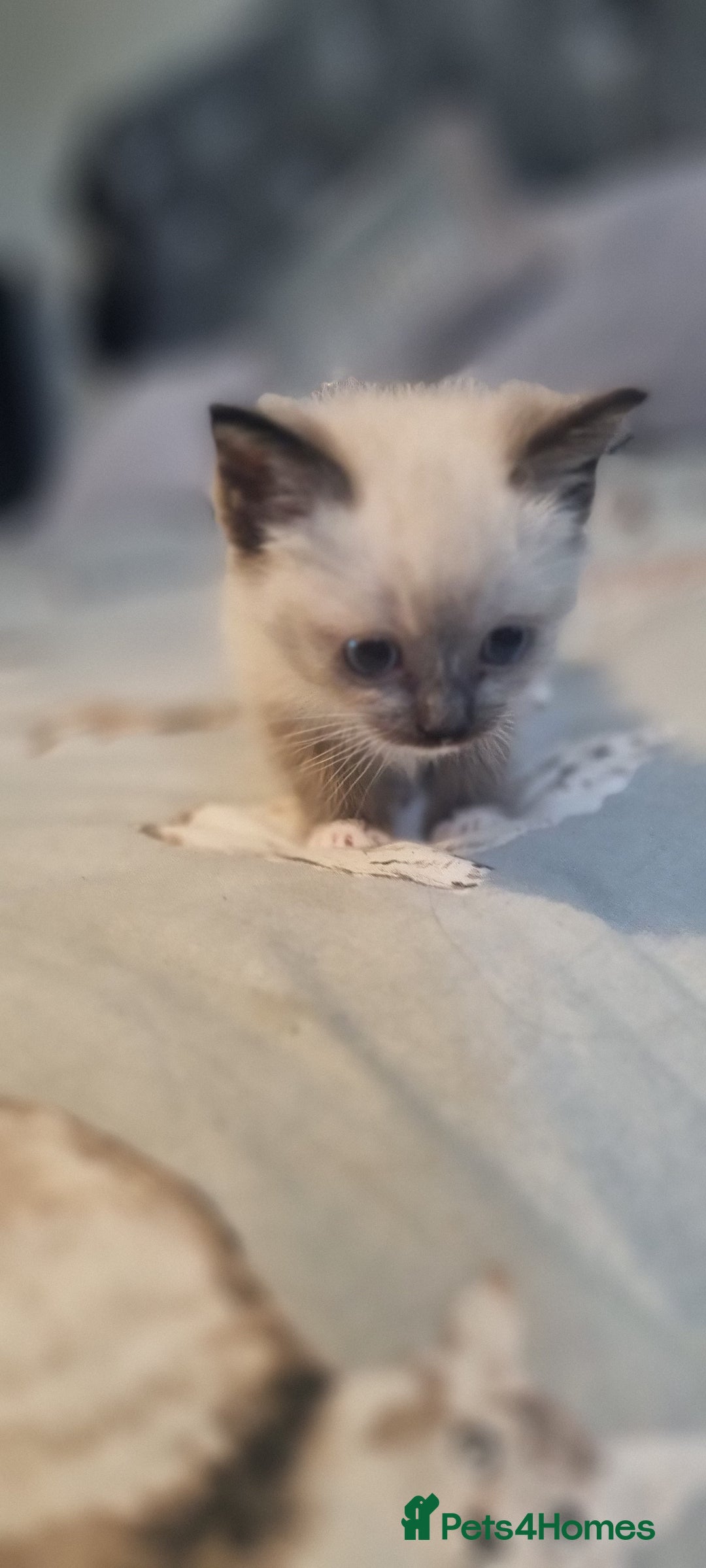 Ragdoll cats for sale: Ragdoll kittens - Image 3