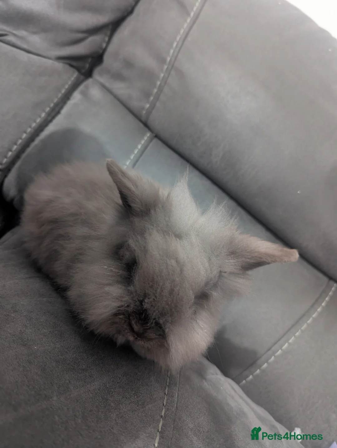 Lionhead rabbits for sale: Baby lionhead  - Advert 1