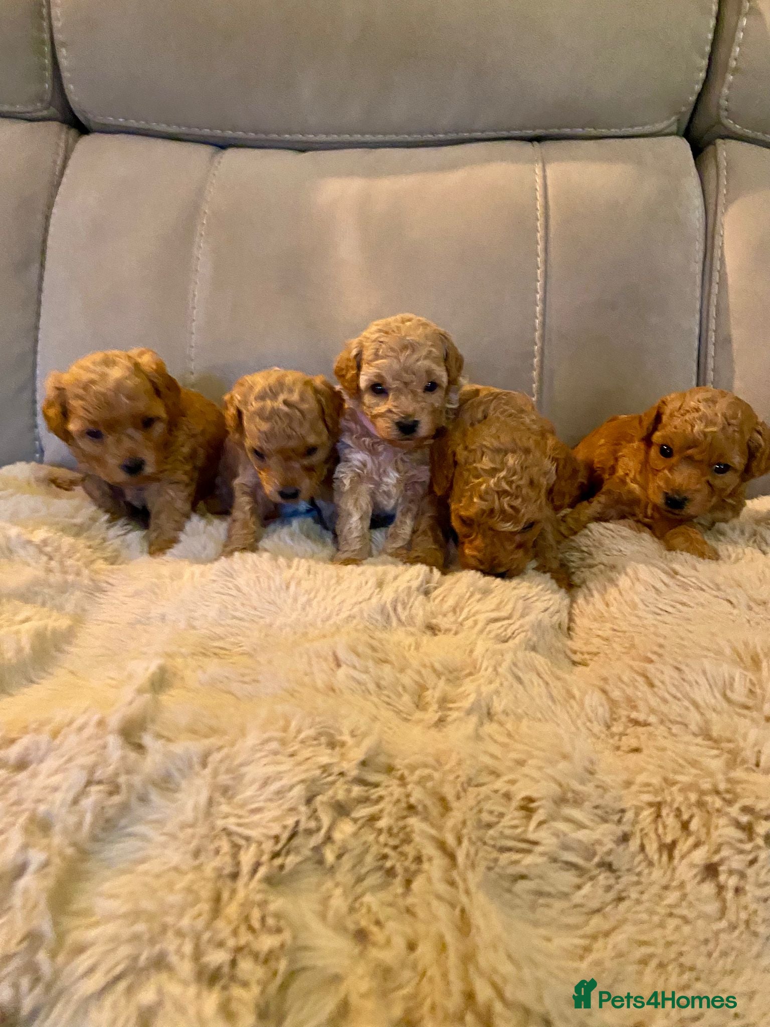Poochon dogs ♥️🐶🧸 TINY ASIAN TOY POOCHONS FOR SALE ♥️ - Advert 1