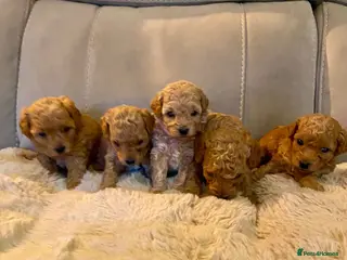 Poochon dogs ♥️🐶🧸 RARE TINY ASIAN TOY POOCHONS FOR SALE ♥️ - Advert 2