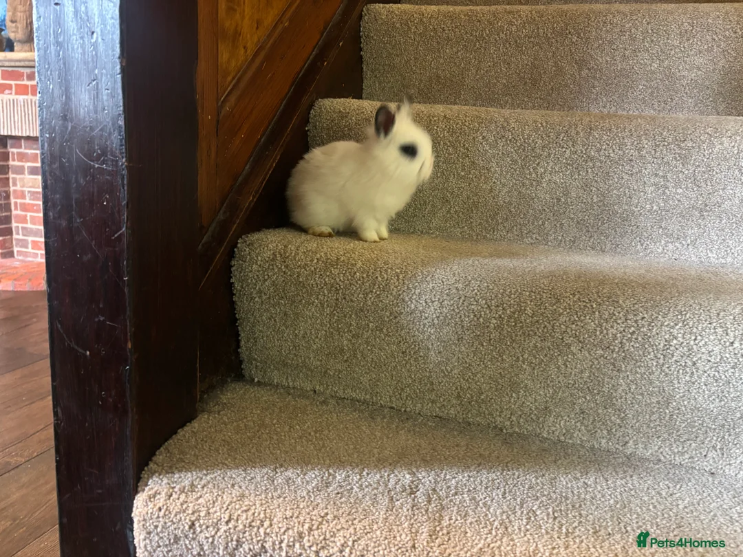 Mixed Breed rabbits for sale: Dwraf bunnies for sale  - Advert 16