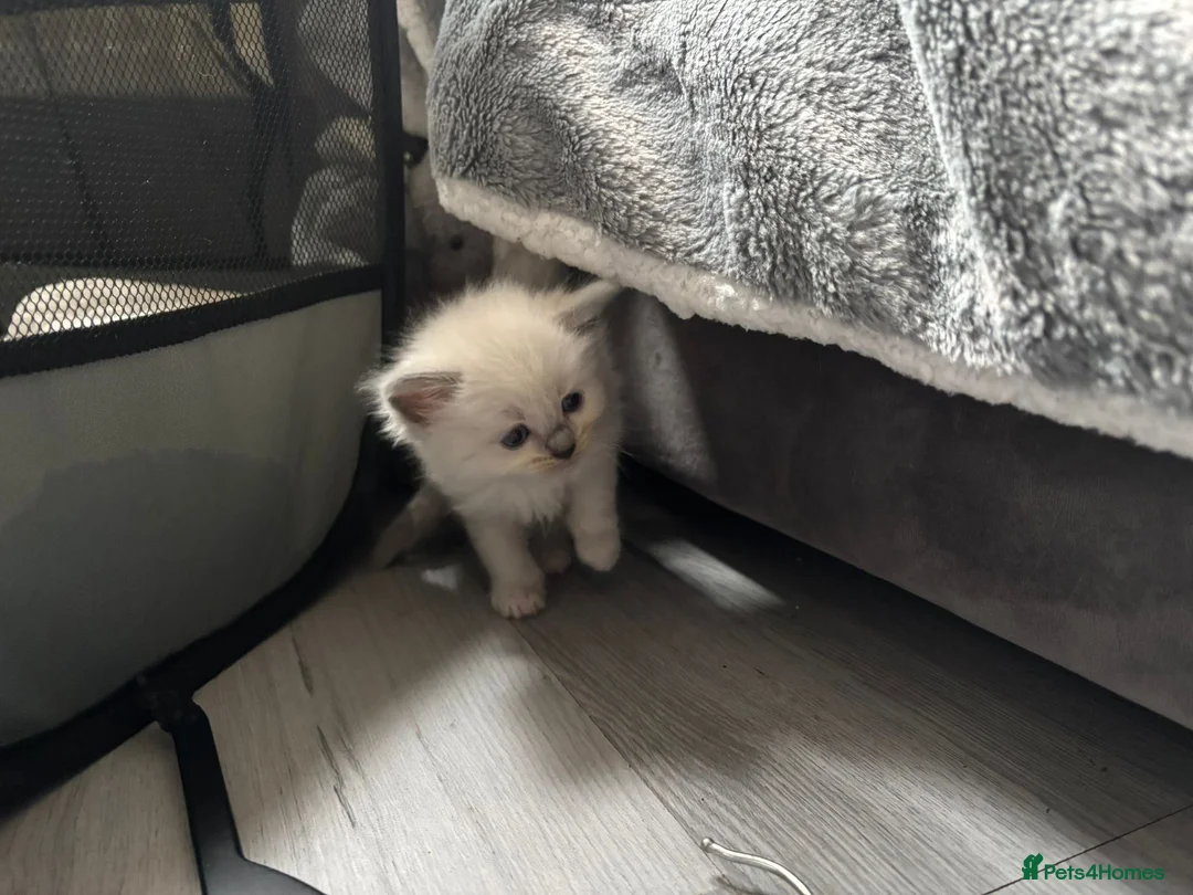 Ragdoll cats for sale: Beautiful Ragdoll kittens  - Advert 6