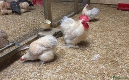 Chickens poultry for sale: Selection of stock cockerels good breeding stock - Image 8