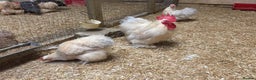 Chickens poultry for sale: Selection of stock cockerels good breeding stock - Advert 8