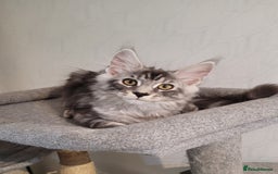 Maine Coon cats for sale: Tica registered maine coon kittens  in Ipswich - Image 15