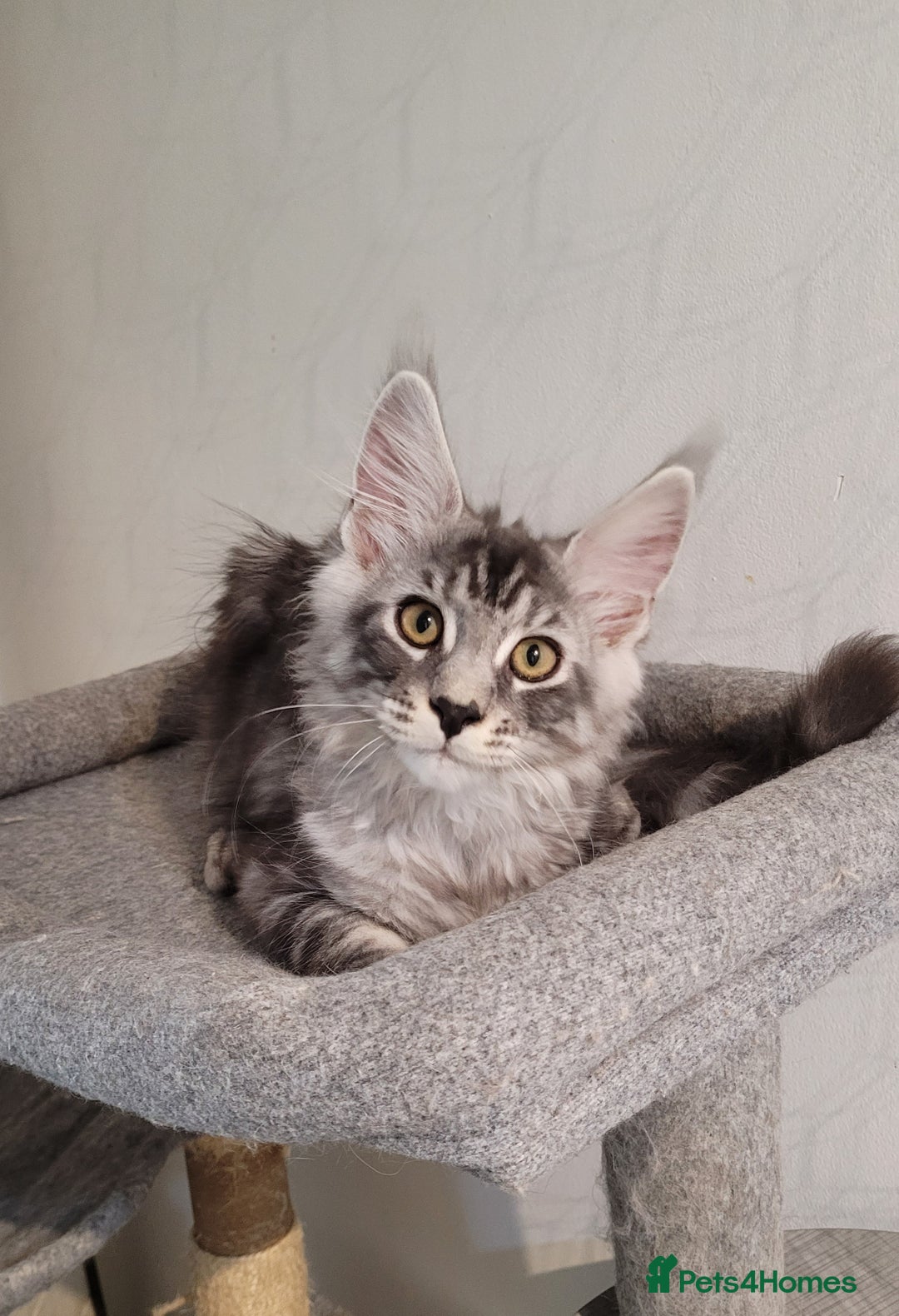 Maine Coon cats for sale: Tica registered maine coon kittens  in Ipswich - Image 15