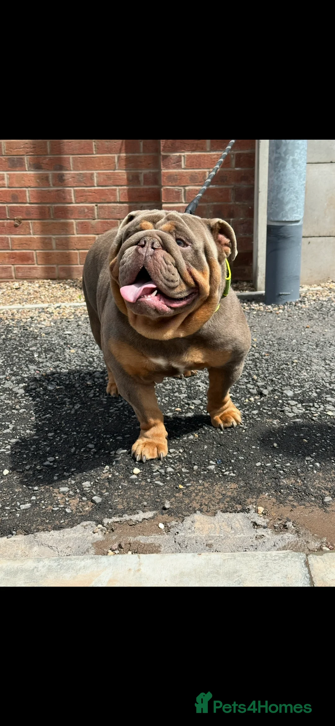 English Bulldog dogs for stud: 🔥ENGLISH BULLDOG STUD STOCKY HEAVY SET & PROVEN🔥 - Advert 1