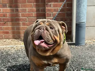 English Bulldog dogs 🔥ENGLISH BULLDOG STUD STOCKY HEAVY SET & PROVEN🔥 - Advert 2