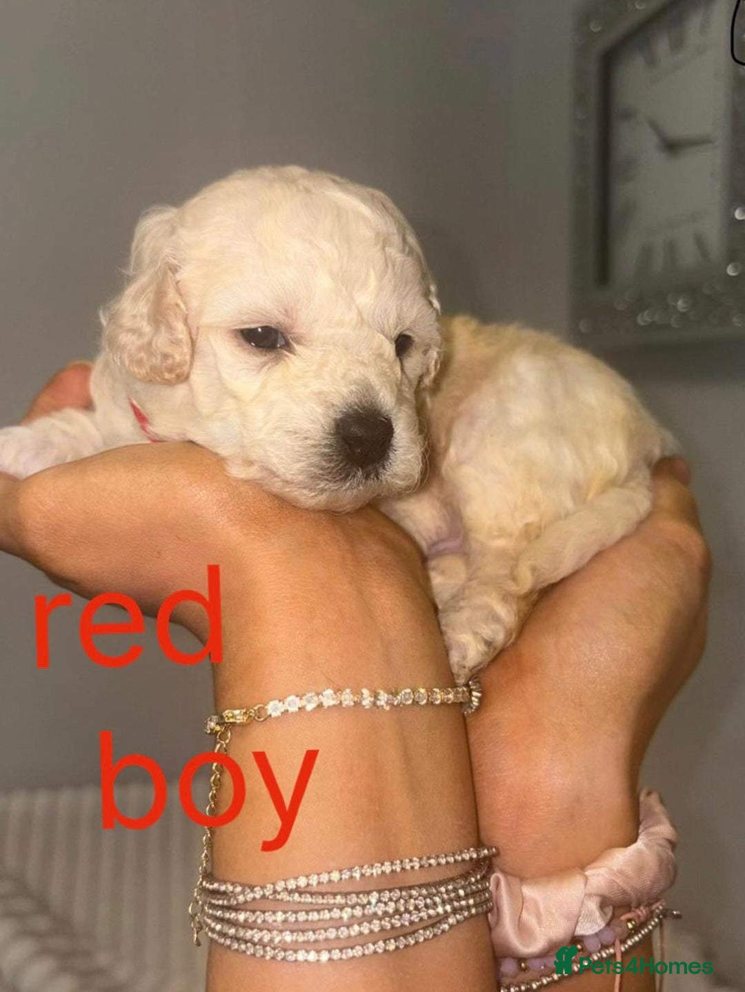 Cavapoochon dogs for sale: Cavapoochon Pupps amazing breed  - Advert 2