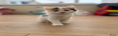 Domestic Shorthair 2