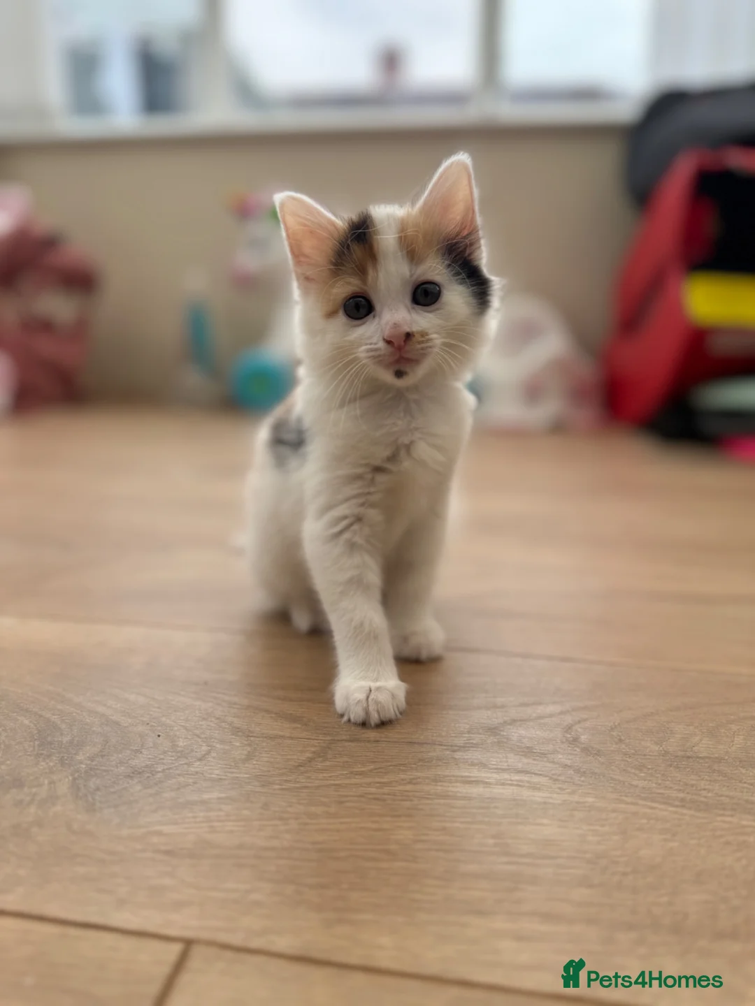 Domestic Shorthair cats for sale: Kittens for sale - Advert 2