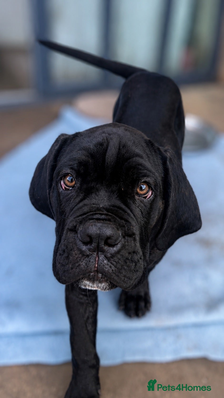 Cane Corso dogs CANE CORSO PUPPIES ready to leave/2 males - Advert 6