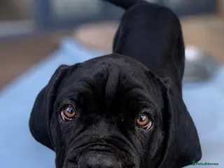 Cane Corso dogs CANE CORSO PUPPIES ready to leave/2 males - Advert 4