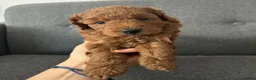 Mixed Breed dogs for sale: Small Miniature Poodle Boys - DNA Tested Parents - Advert 4