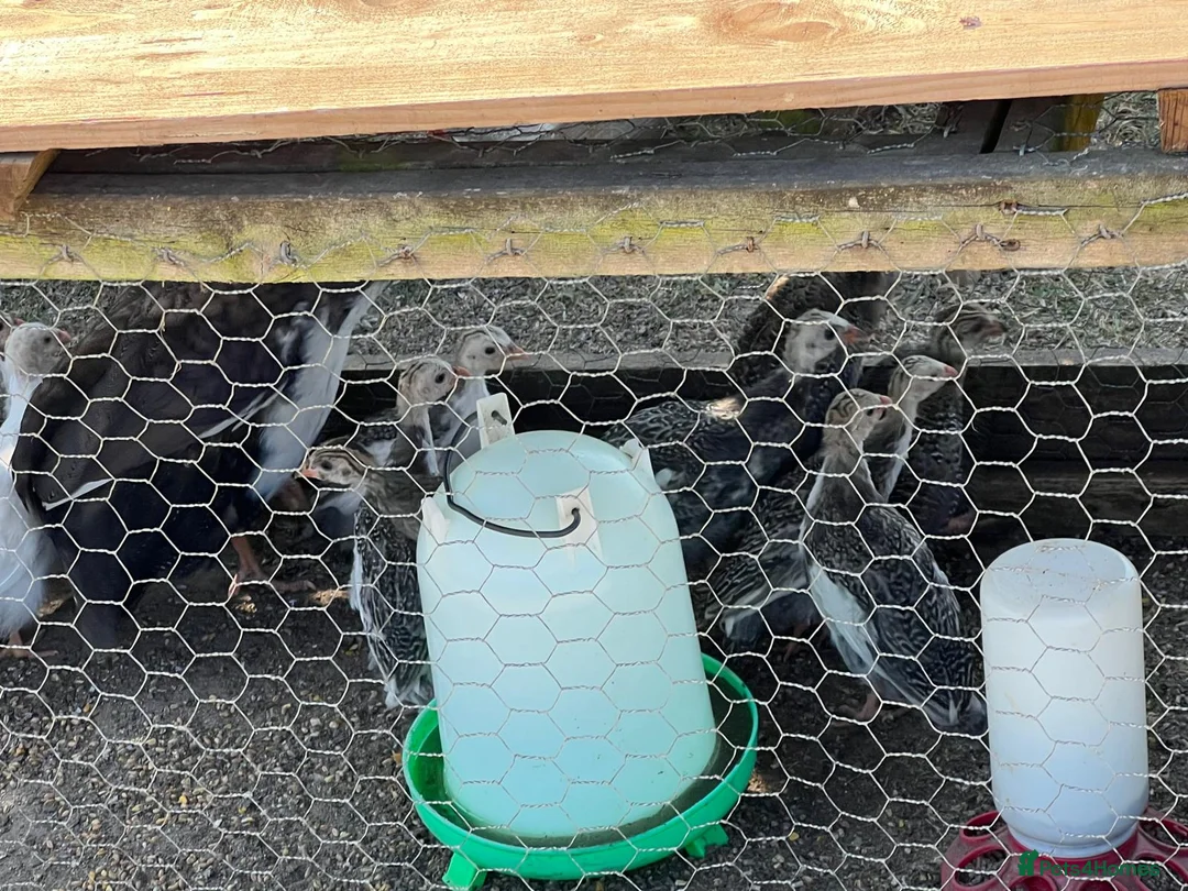 Guinea Fowl poultry for sale: Guinea fowl keets  in Wells-next-the-Sea - Advert 2