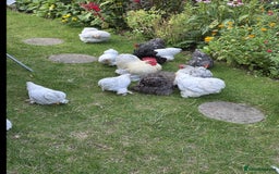 Chickens poultry for sale: Show standard lavender pekin bantams  - Image 3