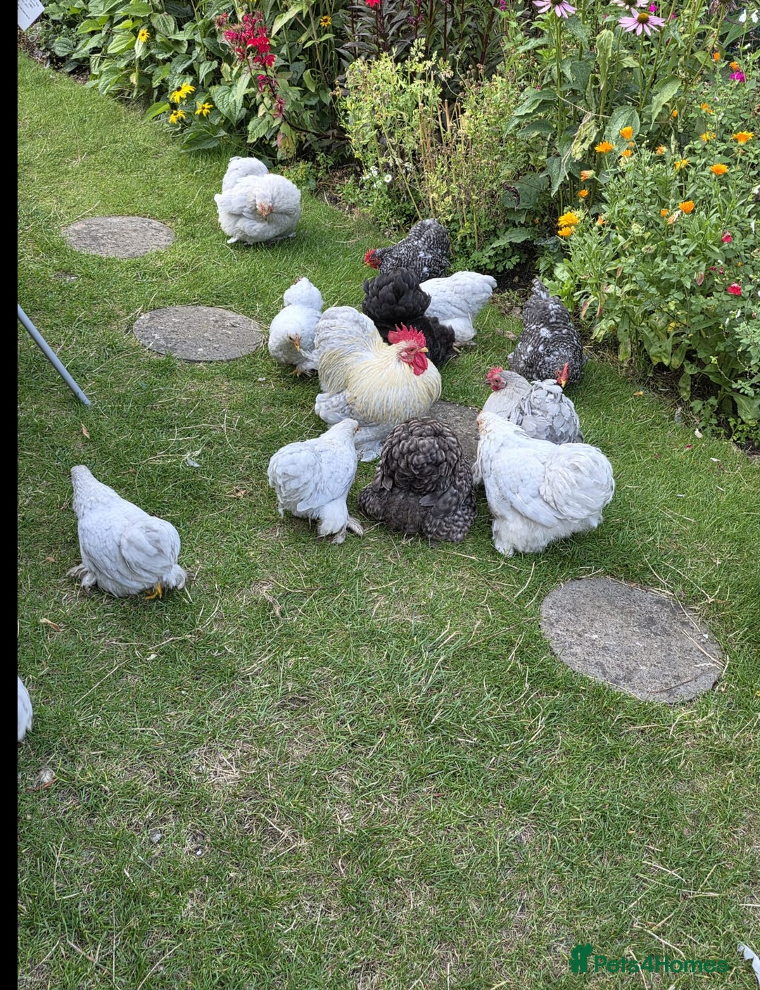 Chickens poultry for sale: Show standard lavender pekin bantams  - Image 3