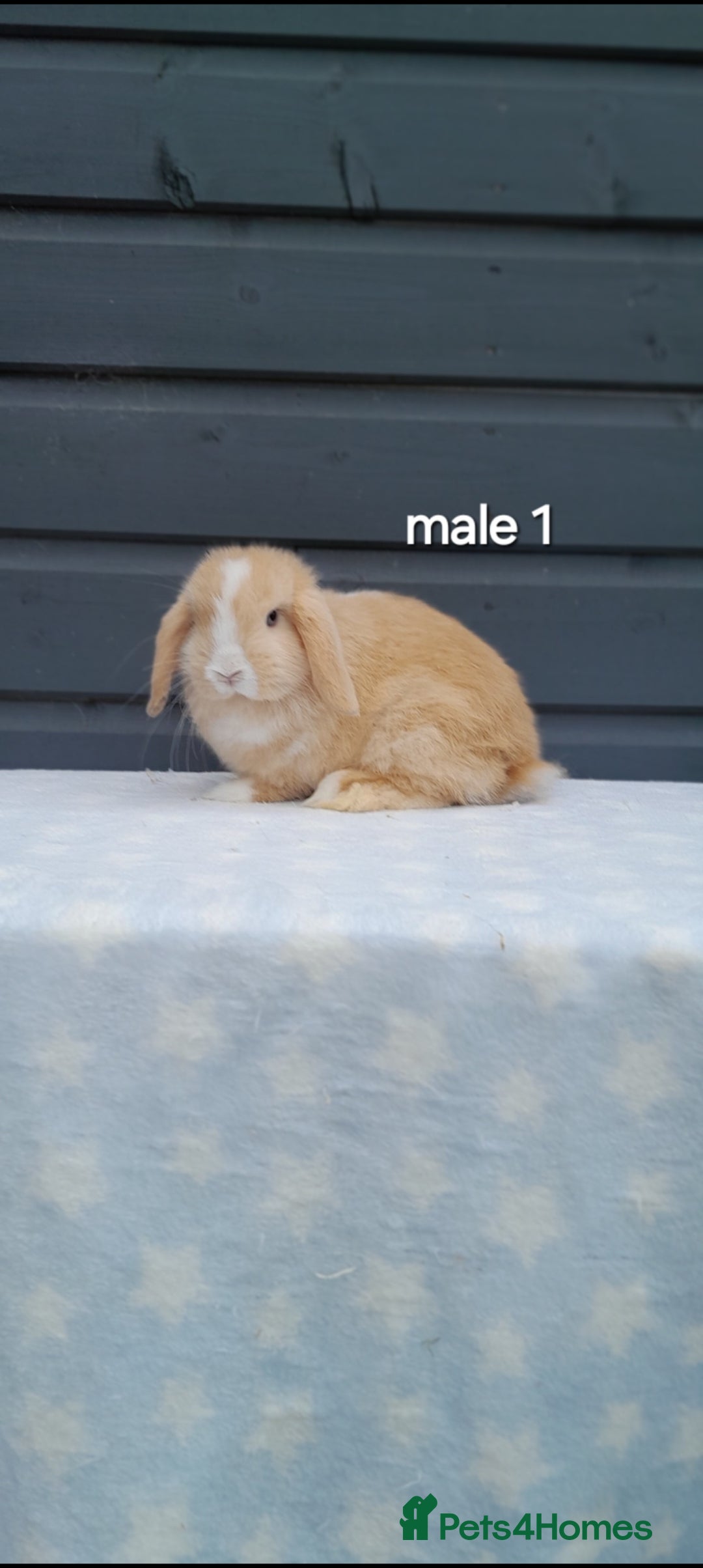 Mini Lop rabbits for sale: Purebred mini lops - Image 4
