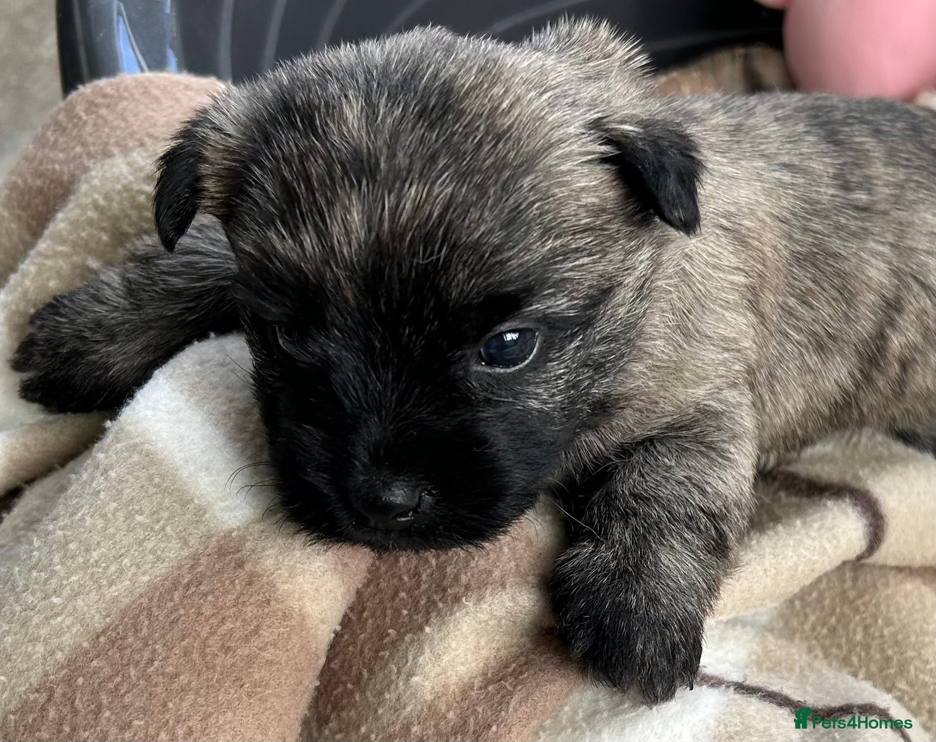 Cairn Terrier dogs GORGEOUS CAIRN TERRIER PUPPYS - Advert 3
