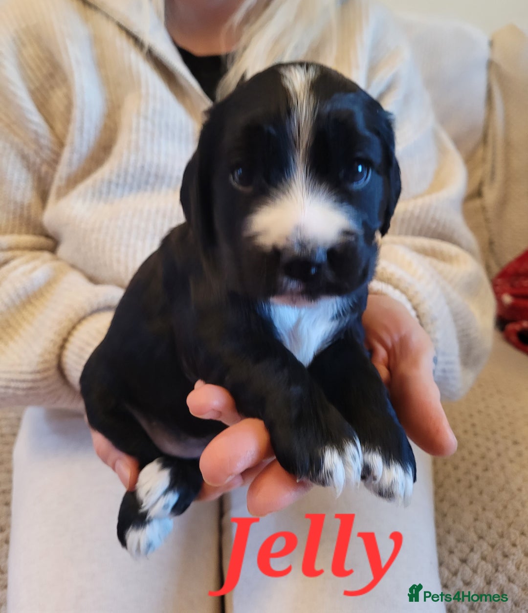 Cocker Spaniel dogs for sale: Gorgeous litter of cocker spaniels - Advert 20