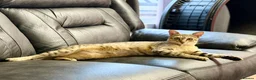 Savannah cats for sale: Special F2 Savannah Girl Seeking Forever Love ❤ - Advert 16