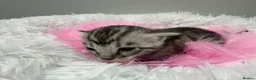 Bengal cats for sale: TICA Registered Bengal Kittens - Advert 7