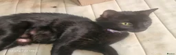Mixed Breed cats for sale: 5 kittens ready for their forever homes in Kettering - Advert 1