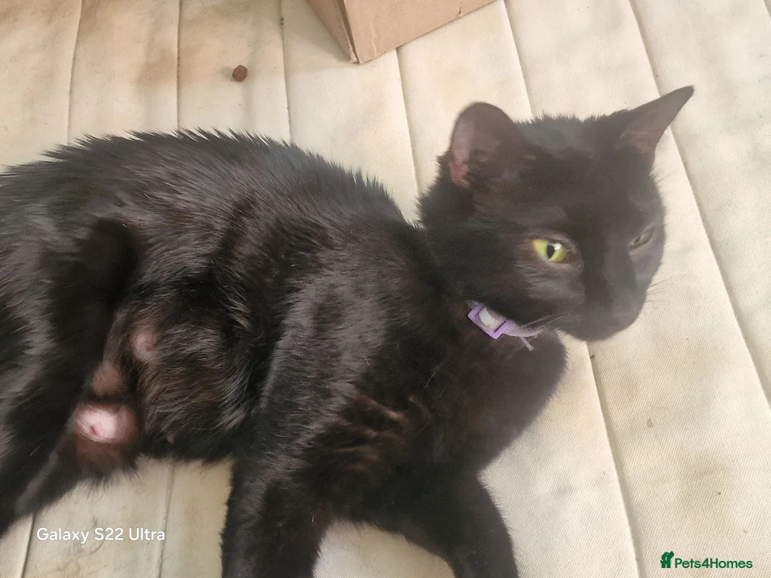 Mixed Breed cats for sale: 5 kittens ready for their forever homes in Kettering - Advert 1