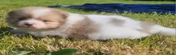 Pomeranian dogs for sale: 🐾🌟 Beautiful Pomeranian Puppies 🌟🐾 - Advert 22