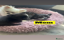Chihuahua dogs for sale: READY NOW chihuahua x Pom puppies  - Image 7