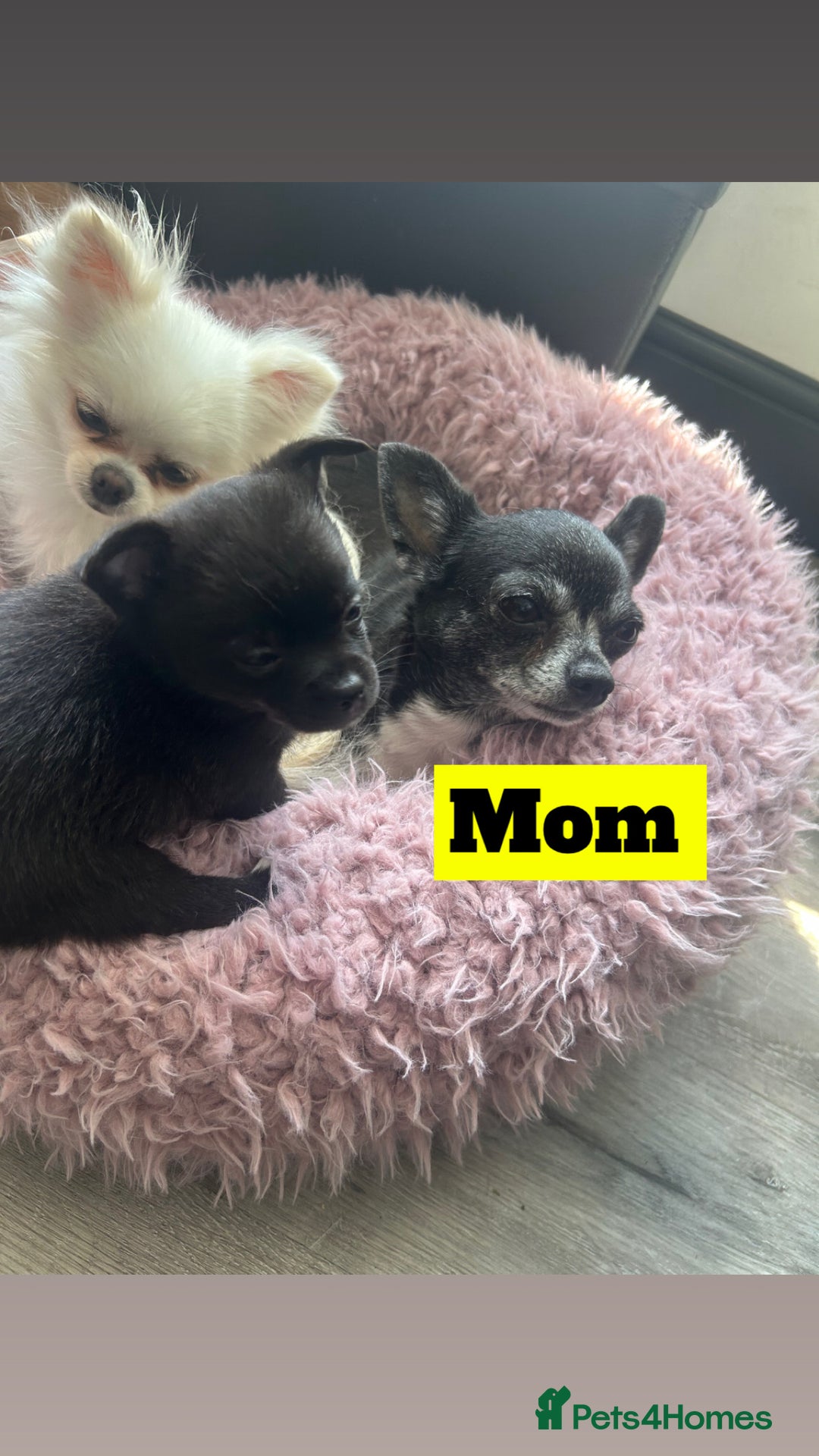 Chihuahua dogs for sale: READY NOW chihuahua x Pom puppies  - Image 7
