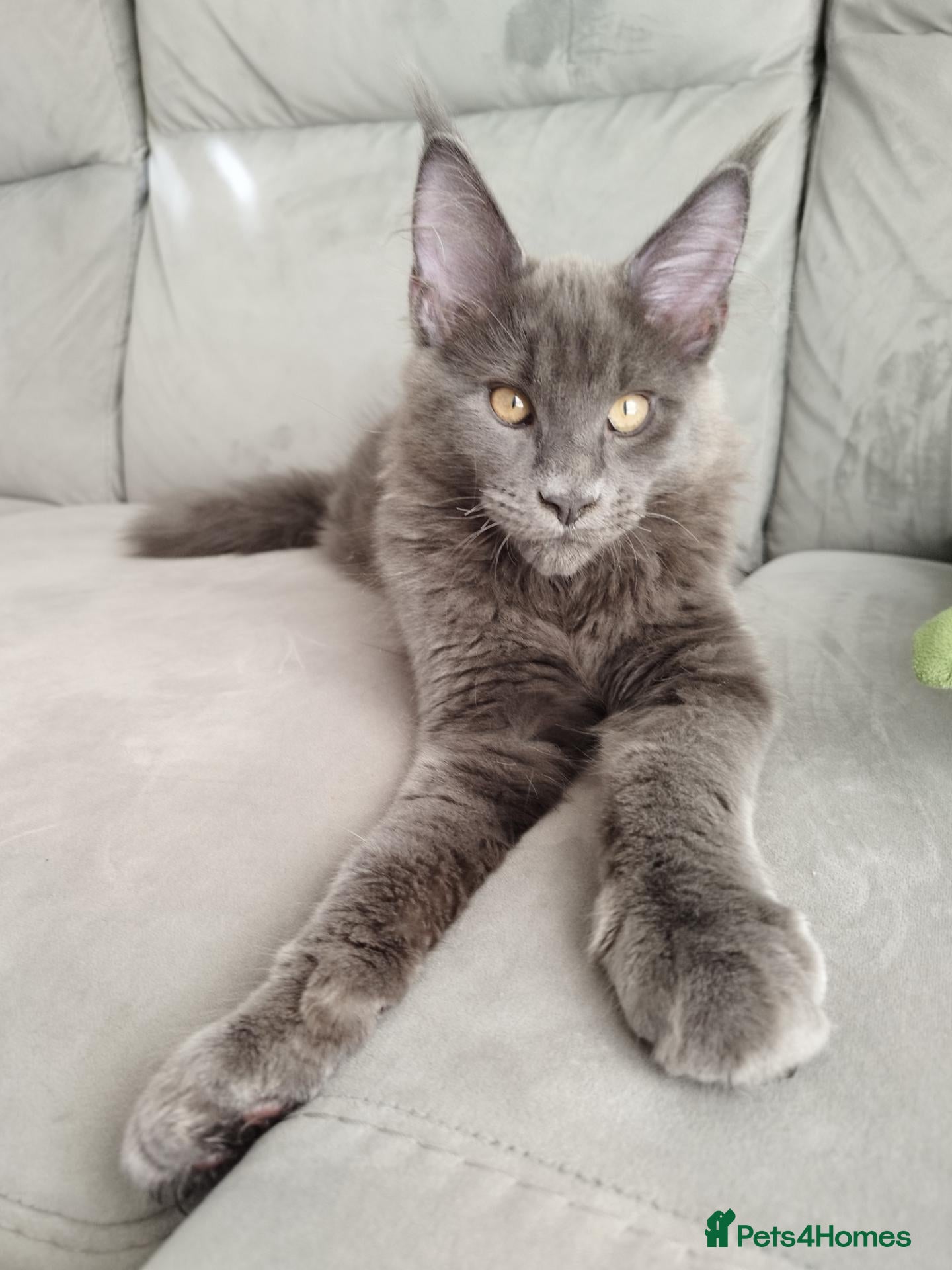 Maine Coon cats Purebred Maine Coon Kittens - Advert 15