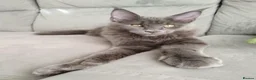 Maine Coon cats for sale: TICA MC kitten waiting for his forever home - Advert 19