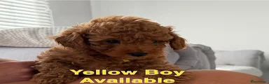 Labradoodle 5