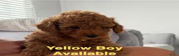 Labradoodle dogs for sale: Extensively DNA  ToY/mini labradoodle parents DNA  - Advert 23