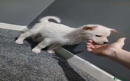 Mixed Breed dogs for sale: German Shepherd x huskita.  - Image 28
