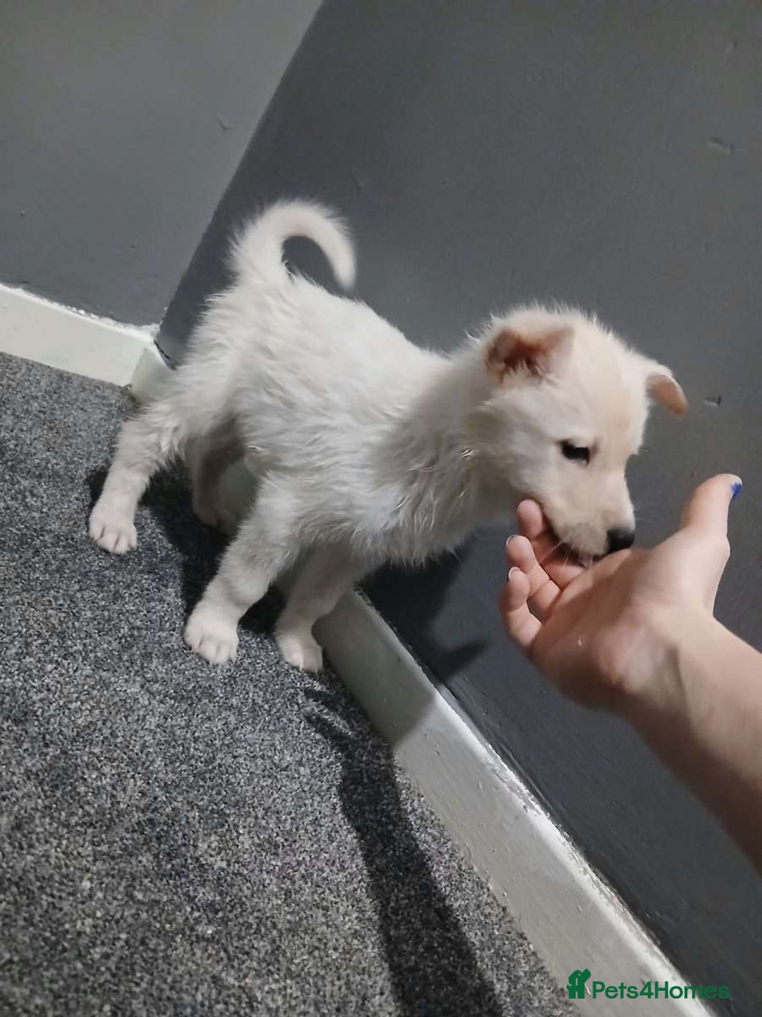 Mixed Breed dogs for sale: German Shepherd x huskita.  - Image 28